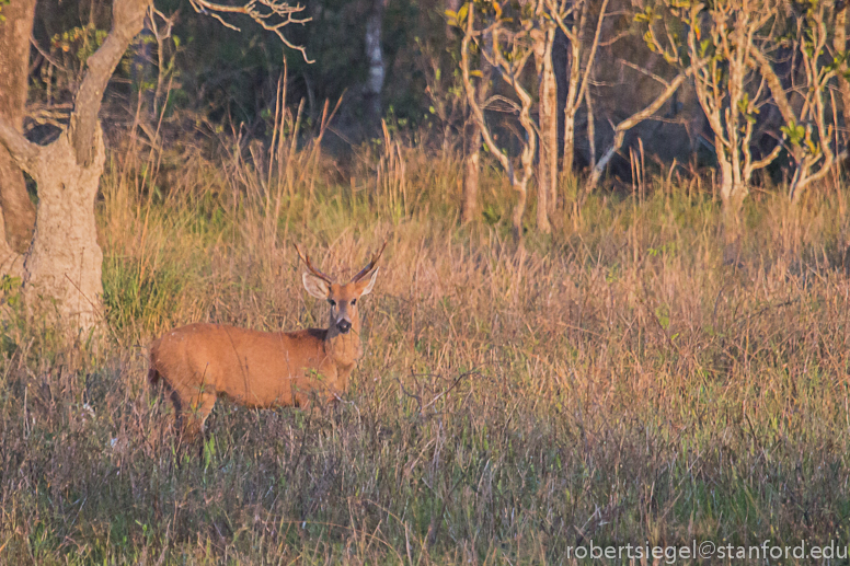 marsh deer